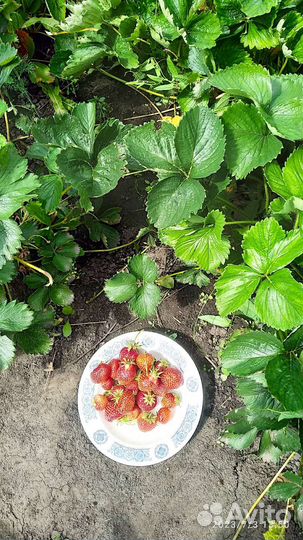 Рассада клубники в одноразовых стаканчиках