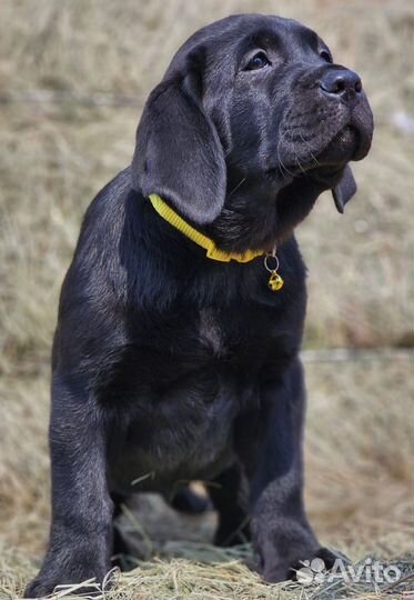 Лабрадор