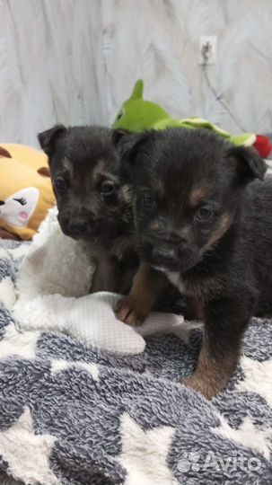 Немецкая овчарка