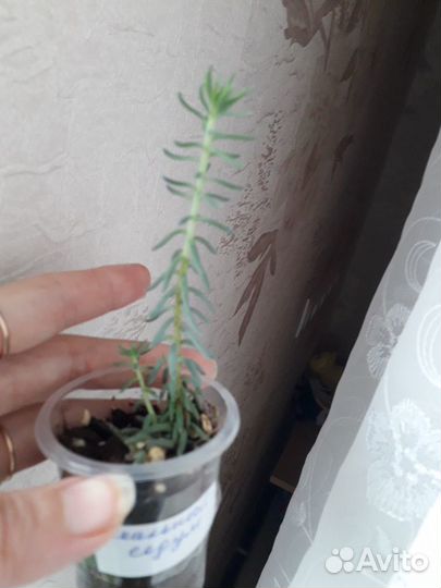 Суккуленты Очитки и Хатиора