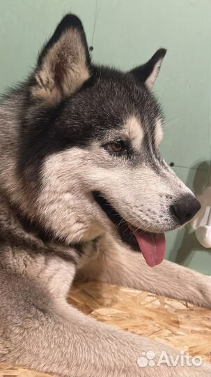 Сибирский хаски