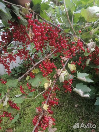 Саженцы смородины черной и красной