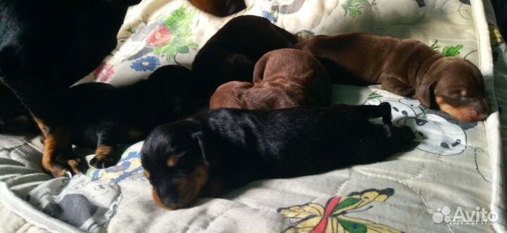 Щенки таксы