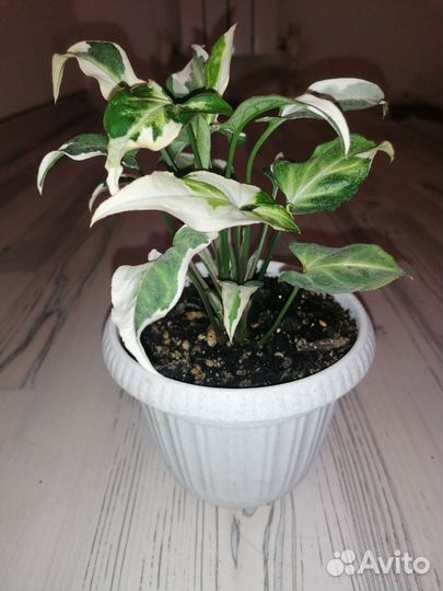 Сингониум Т25