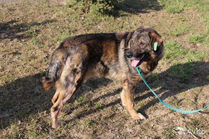 Собака Рэм добряк ищет дом