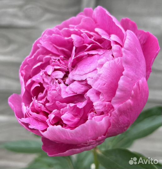 Пион розовый