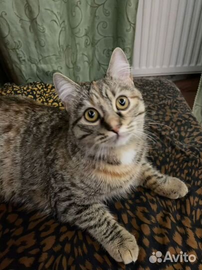 Кошка в добрые руки