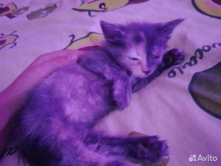 Кошка в дар