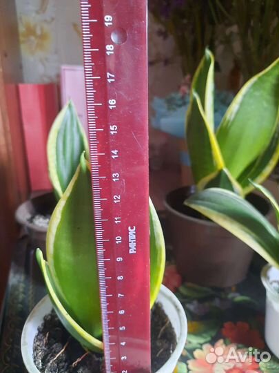 Сансевьера ханни моргината