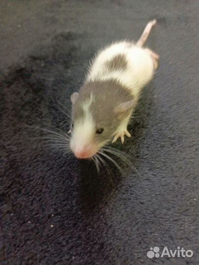 Крыса дамбо за символическую плату