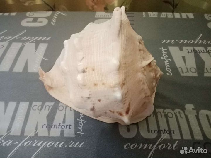 Большая ракушка