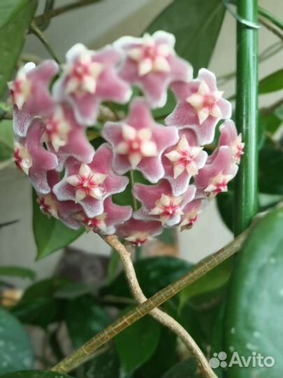 Цветок Хоя восковая