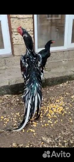 Бойцовые петухи и куры