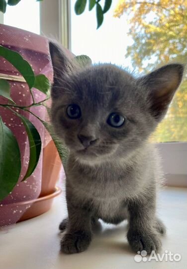 Котик 2 месяца