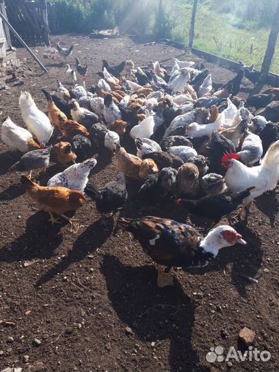 Домашняя птица. Цыплята и молодки