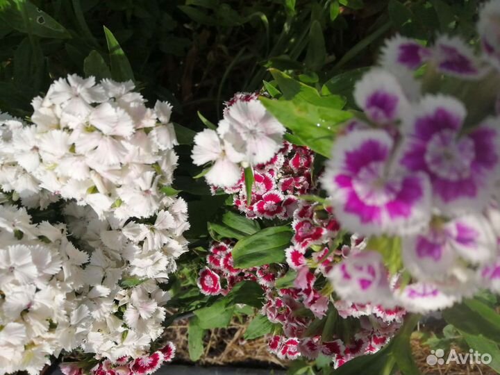 Турецкая гвоздика