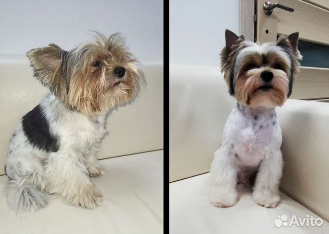 Стрижка кошек и собак