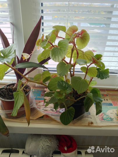 Отдам бесплатно комнатные цветы