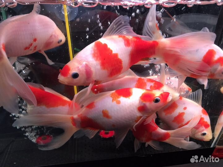 Камета вакин