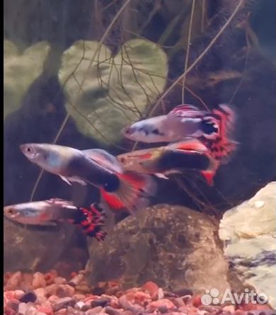 Гуппи гвоздика и лирохвостые, улитки Хелена