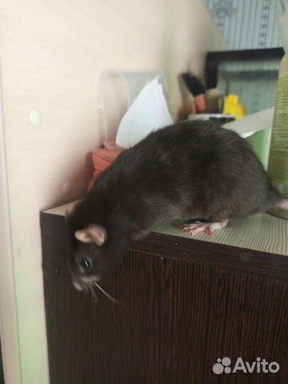 Крысы декоративные