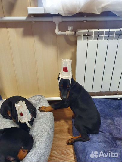 Щенки добермана