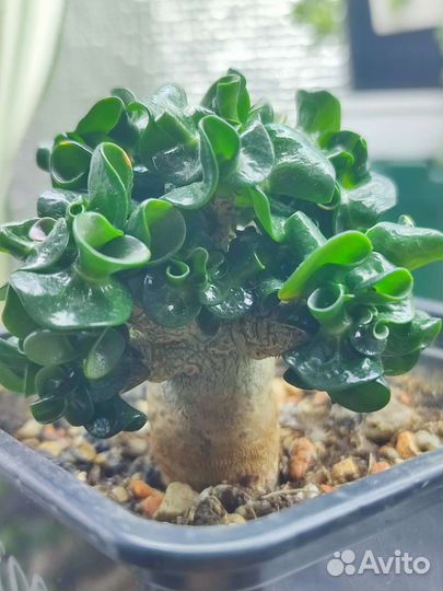 Адениум арабикум