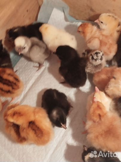 Цыплята подрощенные, молодые петухи