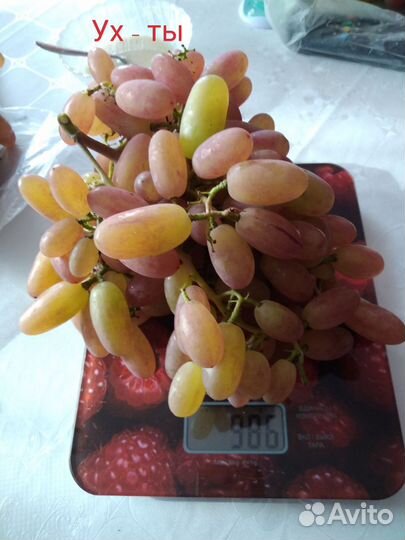 Черенки винограда