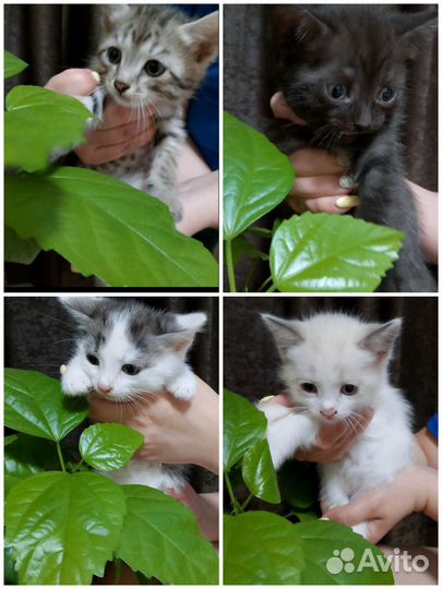 Котята в добрые руки бесплатно