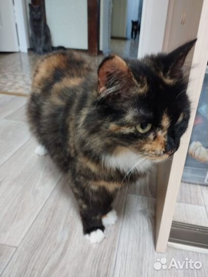 Кошечка в добрые руки