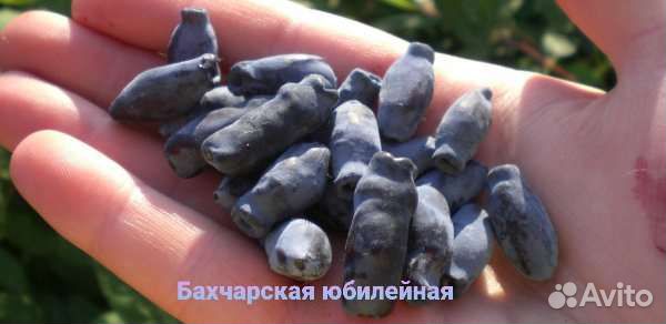 Жимолость съедобная лучших сортов