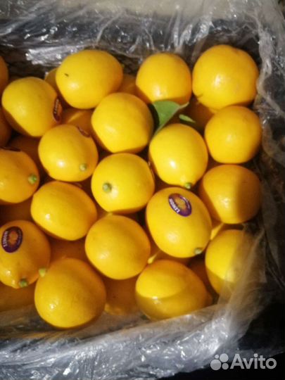 Лимон узбекский