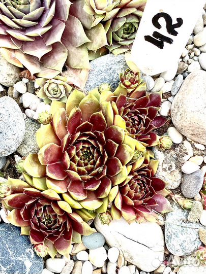 Молодило сортовые часть 3