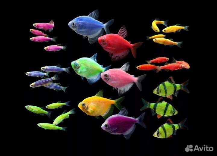 Разноцветные аквариумные рыбки