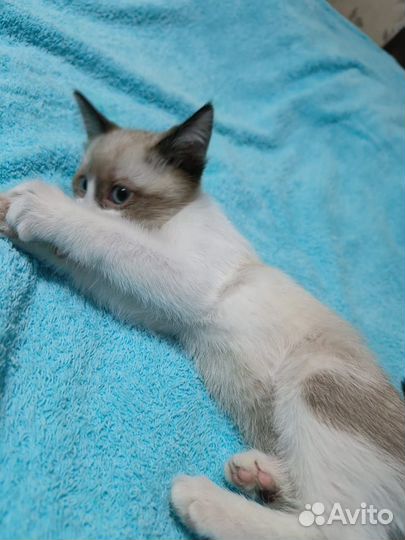 Самая ласковая девочка