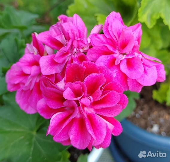 Пеларгонии сортовые