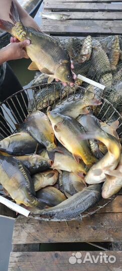 Свежая рыба оптом