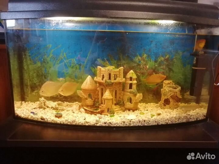 Аквариум