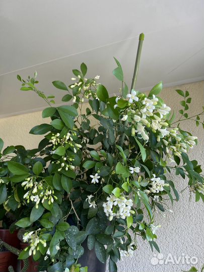 Муррайя с самыми ароматными цветами и ягодами поле