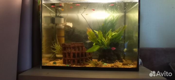Аквариум с рыбками всё включено