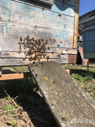 Продам пчелосемьи