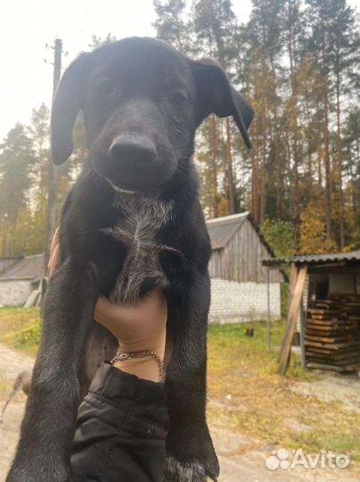 Собака в добрые руки отдам бесплатно