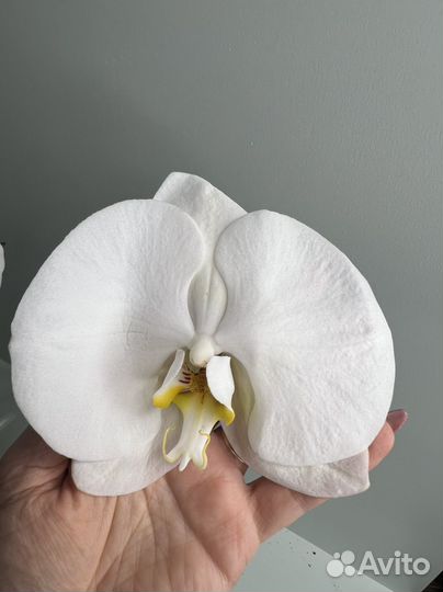 Орхидея фаленопсис Сингало