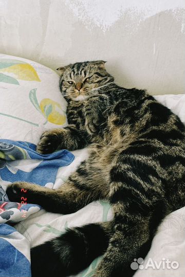 Кот на вязку