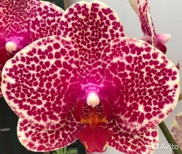 Орхидея цветущая Red Sesame / Красный Сезам