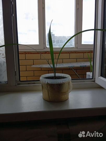 Финиковая пальма