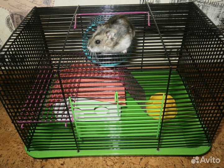 Джунгарский хомяк с новой клеткой