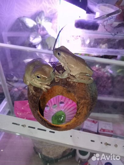 Кокосовые укрытия для животных