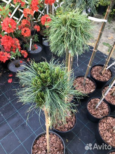 Сосна Грин твист Винтерголд и другие